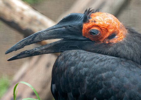 Der Südliche Erdhornvogel, der in Afrika südlich der Sahara beheimatet ist, ernährt sich von Insekten, Reptilien und kleinen Säugetieren. Dieses Foto fängt sein auffallend rotes Gesicht in einer Savanne ein. 
