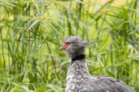 The Southern Screamer, native to South America, feeds on aquatic plants and small invertebrates. This photo captures its distinctive appearance in a wetland habitat.