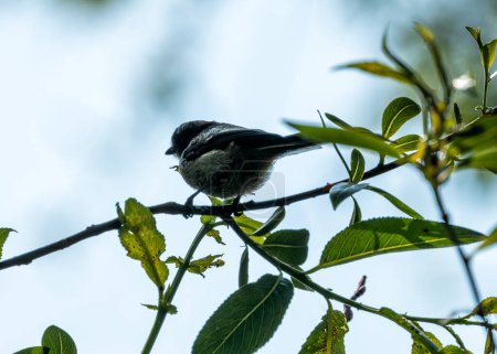 The Long-tailed Tit, a small and social bird, feeds on insects and spiders. This photo captures its distinctive long tail and fluffy appearance in Father Collins Park, Dublin, Ireland. 