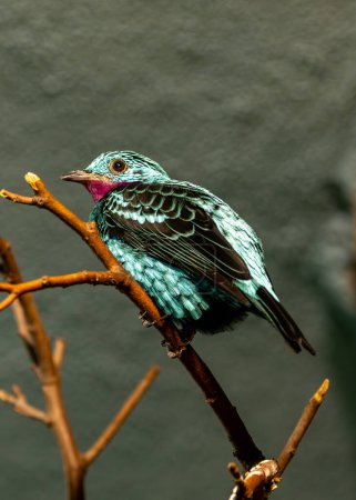 The Spangled Cotinga, native to the Amazon Rainforest, feeds on fruits and insects. This photo captures its iridescent blue plumage and striking appearance in its tropical habitat. 