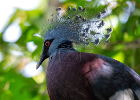 The Victoria Crowned Pigeon, native to New Guinea, feeds on fruits and seeds. This photo captures its striking blue plumage and ornate crest in its tropical forest habitat. 