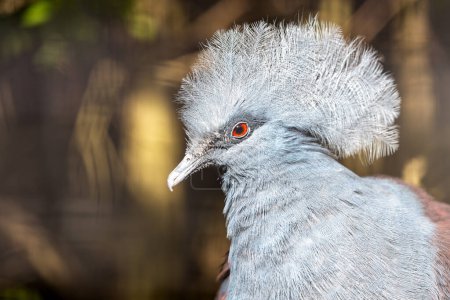 The Victoria Crowned Pigeon, native to New Guinea, feeds on fruits and seeds. This photo captures its striking blue plumage and ornate crest in its tropical forest habitat. 