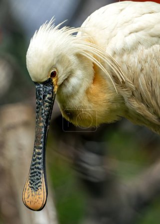 The Eurasian Spoonbill, recognized by its distinctive spoon-shaped bill, feeds on fish and aquatic invertebrates. This photo captures its elegant white form in a wetland habitat. 
