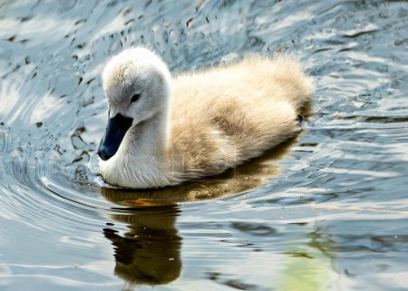 The Mute Swan Cygnet, with its fluffy gray feathers, explores Dublin's waterways. This photo captures its endearing innocence in Dublin, Ireland. 