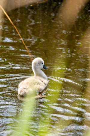 The Mute Swan Cygnet, with its fluffy gray feathers, explores Dublin's waterways. This photo captures its endearing innocence in Dublin, Ireland. 