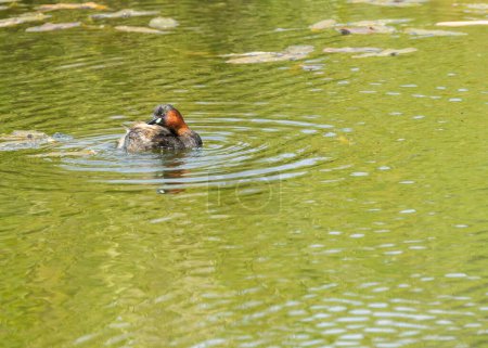 The Little Grebe, with its distinctive red neck, dives for food in Dublin's waterways. This photo captures its charming presence in Dublin, Ireland. 