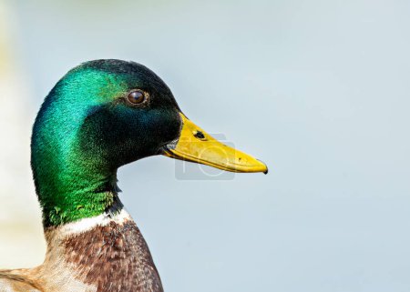 Foto de El macho Mallard Duck, con su animada cabeza verde, se desliza con gracia sobre los estanques de Dublín. Esta foto captura su sorprendente presencia en Dublín, Irlanda. - Imagen libre de derechos