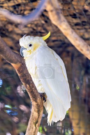 The Sulphur-crested Cockatoo, native to Australia and New Guinea, feeds on seeds, nuts, and fruits. This photo captures its striking white plumage and yellow crest in its natural habitat.