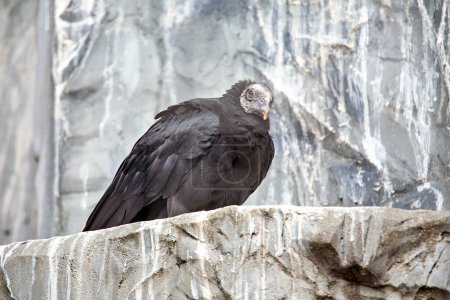 The Black Vulture, native to the Americas, feeds on carrion. This photo captures its dark plumage and keen eyesight, showcasing its scavenging behavior in its natural habitat. 