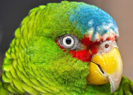 Der in Mittelamerika beheimatete Amazonas ernährt sich von Früchten, Nüssen und Samen. Dieses Foto fängt sein leuchtend grünes Gefieder und seine weiße Stirn in seinem tropischen Lebensraum ein.