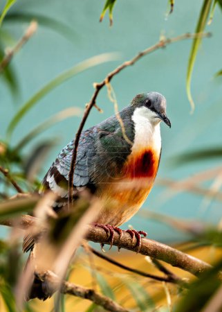 The Yellow-breasted Fruit Dove, native to the Philippines, feeds on fruits and berries. This photo captures its vibrant plumage and distinctive yellow breast in its tropical habitat.