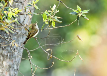 The Western Bonelli's Warbler, with its subtle greenish plumage, feeds on insects. This photo captures its delicate presence in Costa Brava, Spain. 