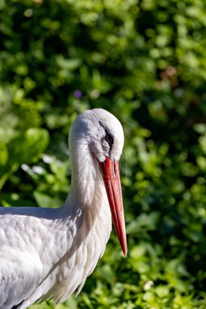 The White Stork, known for its long legs and beak, feeds on insects and small vertebrates. This photo captures its majestic stance in a meadow habitat. 