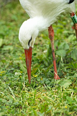 The White Stork, known for its long legs and beak, feeds on insects and small vertebrates. This photo captures its majestic stance in a meadow habitat. 
