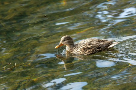 The female Mallard, with its mottled brown plumage, swims gracefully in Father Collins Park, Dublin, Ireland. This photo captures its serene presence in a pond. 