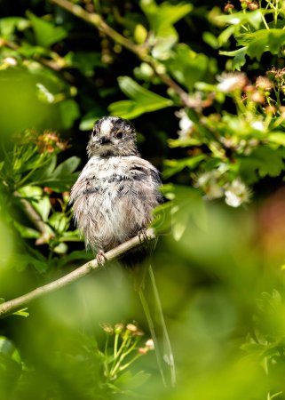 The Long-tailed Tit, a small and social bird, feeds on insects and spiders. This photo captures its distinctive long tail and fluffy appearance in Father Collins Park, Dublin, Ireland. 