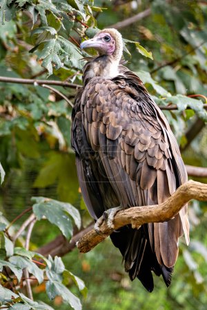 The Hooded Vulture, native to Sub-Saharan Africa, scavenges for carrion. This photo captures its distinctive hooded appearance and keen eyes in a savanna habitat. 