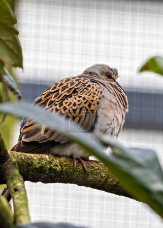 The European Turtle Dove, with its soft cooing and mottled plumage, forages in open woodlands and fields. This photo captures its graceful presence in its natural habitat.
