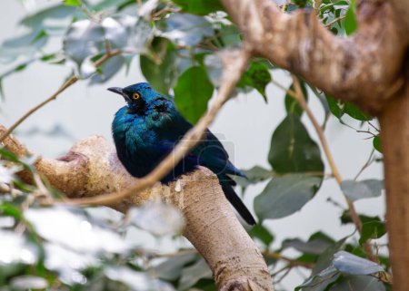 The Greater Blue-eared Glossy Starling, with its iridescent plumage, feeds on insects in Sub-Saharan Africa. This photo captures its vibrant presence in a lush habitat.