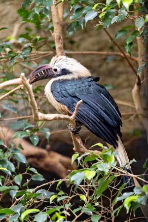 The Visayan Hornbill, native to the Visayan Islands in the Philippines, features distinctive black and white plumage. This photo captures its unique presence in a tropical forest habitat. 