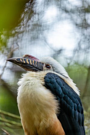 Le Corneille de Visayan, originaire des îles Visayennes aux Philippines, possède un plumage noir et blanc distinctif. Cette photo capture sa présence unique dans un habitat de forêt tropicale. 