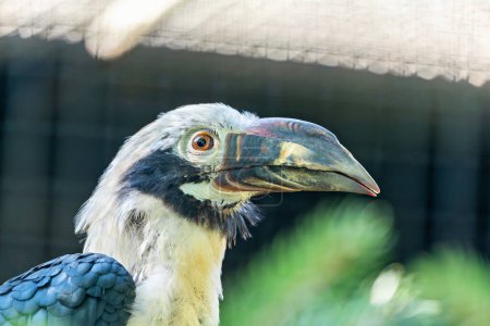 The Visayan Hornbill, native to the Visayan Islands in the Philippines, features distinctive black and white plumage. This photo captures its unique presence in a tropical forest habitat. 