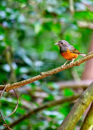 The White-rumped Shama, native to South and Southeast Asia, is known for its melodious song and striking plumage. This photo captures its elegance in a dense forest habitat.