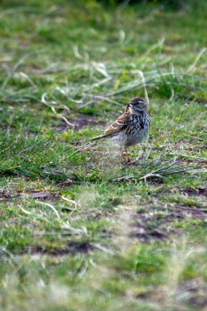 The Meadow Pipit, with its streaked brown plumage, forages on Bull Island, Dublin, Ireland. This photo captures its delicate presence in a coastal grassland habitat.