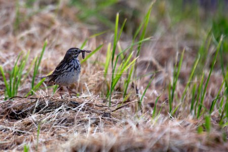 The Meadow Pipit, with its streaked brown plumage, forages on Bull Island, Dublin, Ireland. This photo captures its delicate presence in a coastal grassland habitat.