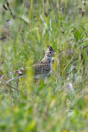 The Skylark, known for its melodious song and streaked brown plumage, was spotted on Bull Island, Dublin, Ireland. This photo captures its serene presence in an open grassland habitat.