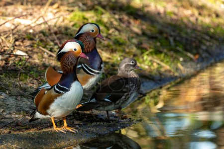 The male Mandarin Duck, known for its vibrant plumage and striking colors, was spotted on the River Dodder in Dublin, Ireland. This photo captures its dazzling presence in a river habitat. 