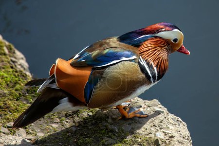 The male Mandarin Duck, known for its vibrant plumage and striking colors, was spotted on the River Dodder in Dublin, Ireland. This photo captures its dazzling presence in a river habitat. 