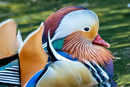 El Pato Mandarín macho, conocido por su plumaje vibrante y colores llamativos, fue descubierto en el río Dodder en Dublín, Irlanda. Esta foto captura su deslumbrante presencia en un hábitat fluvial. 