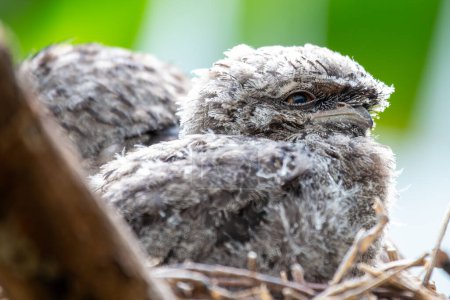 The Tawny Frogmouth, with its mottled grey and brown plumage, was spotted blending into its surroundings. This photo captures its unique camouflage in its natural woodland habitat.