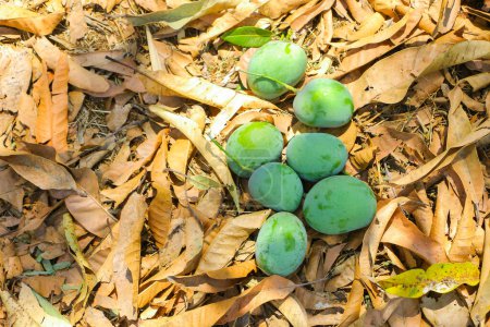 Photo for This captivating image showcases a collection of freshly plucked green mangoes, delicately arranged on a bed of dried mango leaves. The mangoes, with their vibrant green skins, exude a sense of freshness and natural beauty. Against the rustic backdro - Royalty Free Image