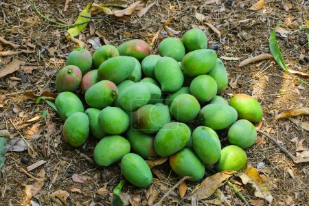Photo for This captivating image portrays a generous pile of freshly plucked green mangoes resting on the ground. The vibrant green hues of the mangoes create a striking contrast against the earthy tones, while their alluring fragrance fills the air. The image - Royalty Free Image