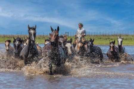 Foto de Esquina, Corrientes, Argentina - 29 de octubre de 2022: Gaucho argentino pastoreando caballos salvajes para cruzar el río. - Imagen libre de derechos