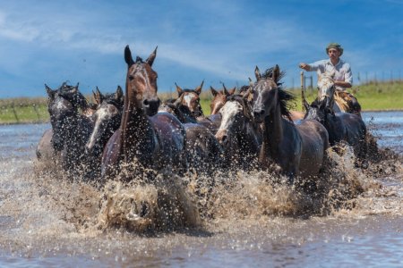 Photo for Esquina, Corrientes, Argentina - October 29, 2022: Argentine gaucho herding wild horses to cross the river. - Royalty Free Image