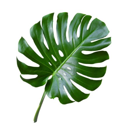 Photo for Tropical leaves monstera isolated on white background. Object with clipping path - Royalty Free Image