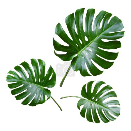 Tropische Blätter monstera isoliert auf weißem Hintergrund. Objekt mit Schnittpfad