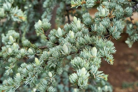 Branches of cedrus atlantica Glauca with short needles in wild forest closeup. Wonderful floral representant. Rare coniferous tree cultivation