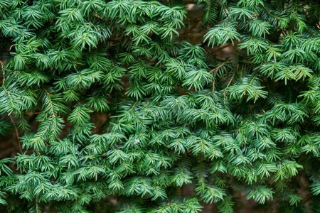 Juicy green branches of common yew as floral background closeup. Wild coniferous plant in natural ecosystem. Ecology and environment protection