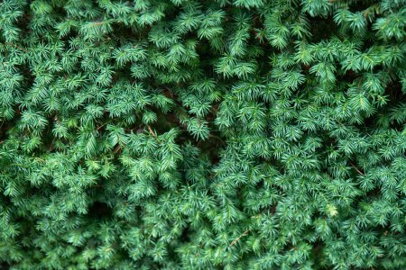 Juicy green branches of common yew as floral background closeup. Wild coniferous plant in natural ecosystem. Ecology and environment protection
