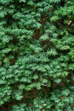 Saftige grüne Zweige der Gemeinen Eibe als florale Hintergrund Nahaufnahme. Wilde Nadelgehölze im natürlichen Ökosystem. Ökologie und Umweltschutz