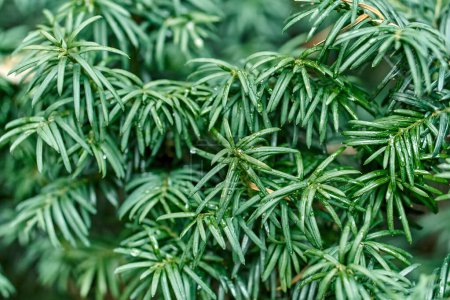 Photo for Juicy green branches of common yew as floral background extreme closeup. Wild coniferous plant in natural ecosystem. Ecology and environment protection - Royalty Free Image