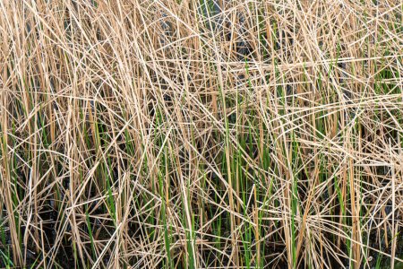 Mix of dry and live reeds in wetland vegetation as textural background