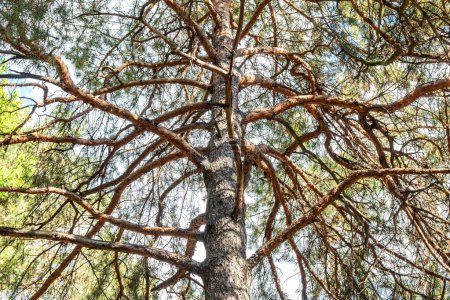 Enorme pino esparcido con gruesas ramas contra el cielo azul