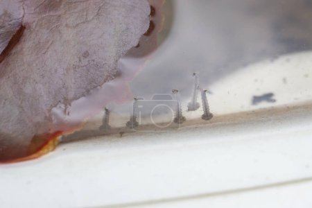 Foto de Larvas de mosquitos en agua estancada de cerca - Imagen libre de derechos