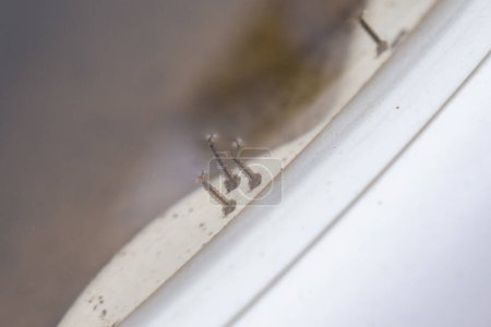 Foto de Larvas de mosquitos en agua estancada de cerca - Imagen libre de derechos