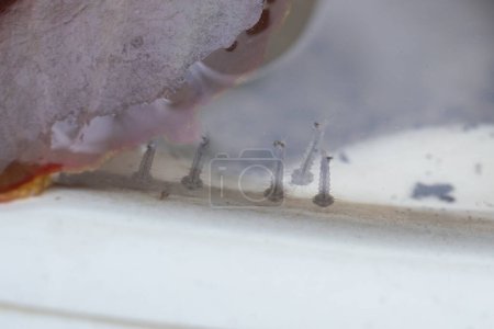 Téléchargez les photos : Larves de moustiques dans l'eau stagnante gros plan - en image libre de droit